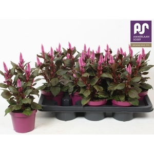 CEL WILD PINK