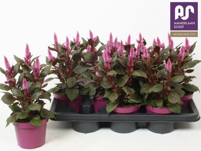 <h4>CELOSIA WILD PINK P14</h4>