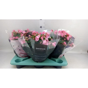 Begonia elat. EN 'Betulia Candy'