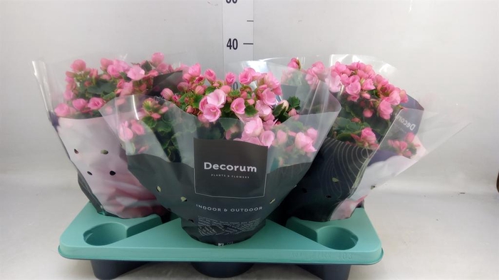 <h4>Begonia elat. EN 'Betulia Candy'</h4>