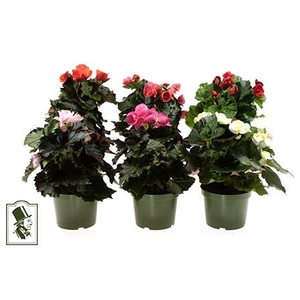 BEGONIA ELATIOR-HYBRID