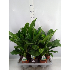 Dieffenbachia