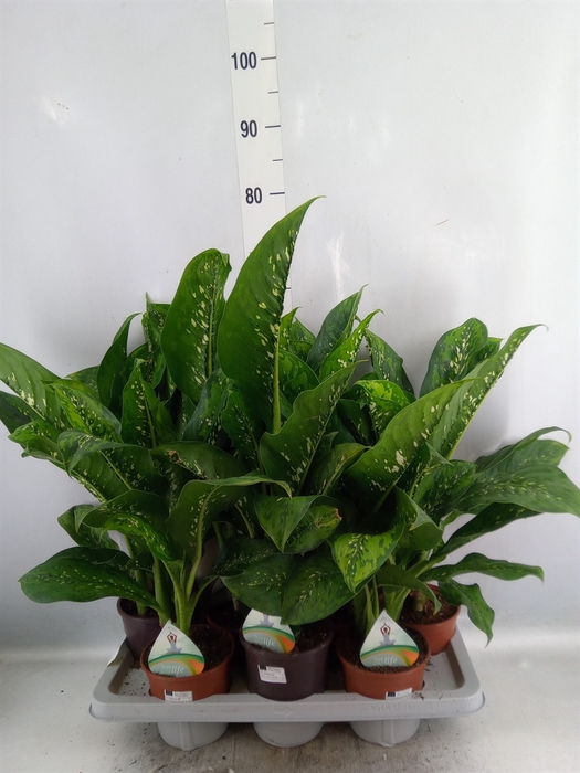 Dieffenbachia