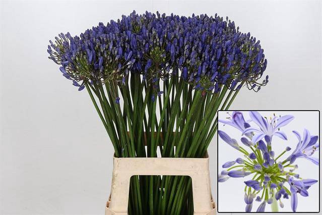 Agapanthus Eyfori Blue Portugal Eijco