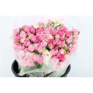 Ran Amandine Porcelaine