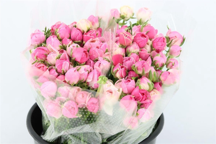 <h4>Ran Amandine Porcelaine</h4>