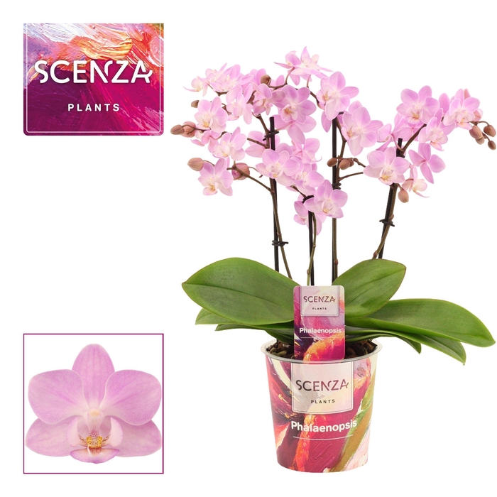 <h4>Phalaenopsis dazzling Cotton Candy 3-4 tak (Scenza)</h4>