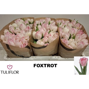TU DU FOXTROT