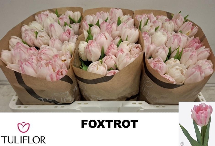 <h4>TU DU FOXTROT</h4>