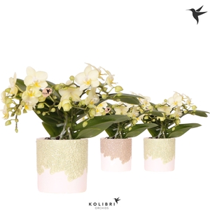 Kolibri Orchids Phalaenopsis Botanic yellow 4 spike in Bloom pot sand mix