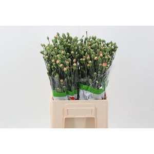 Di Tr Nectarine x20
