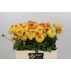 Dahlia Sunny Boy