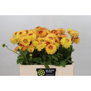 Dahlia Sunny Boy