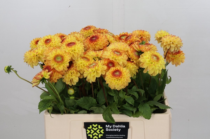 <h4>Dahlia Sunny Boy</h4>