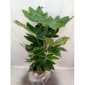 Fatsia japonica