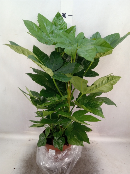 Fatsia japonica