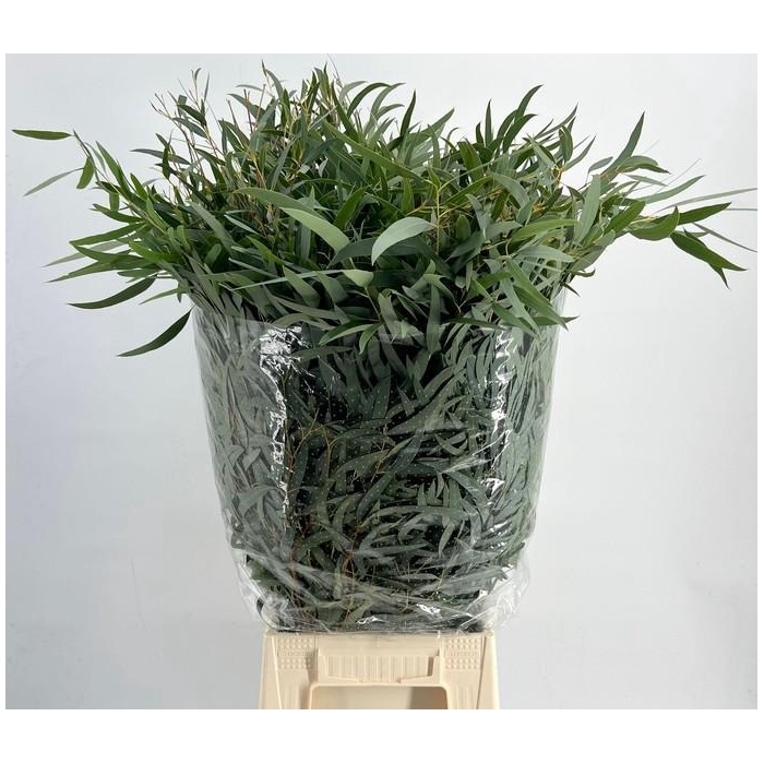 <h4>EUC. NICOLII 300GR</h4>