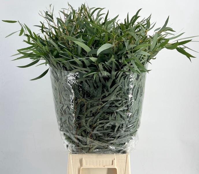 <h4>EUC. NICOLII 300GR</h4>