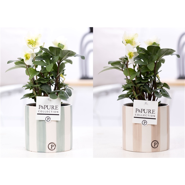 <h4>Helleborus n. Christmas Carol in Pure Eline 3 assorti. keramiek</h4>