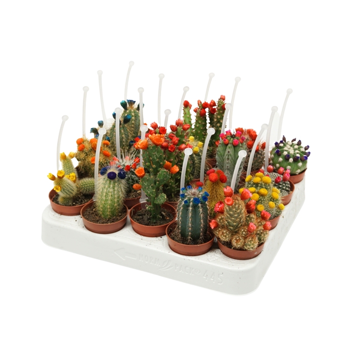 <h4>Cactus mix strobloem 5,5 cm met picker</h4>