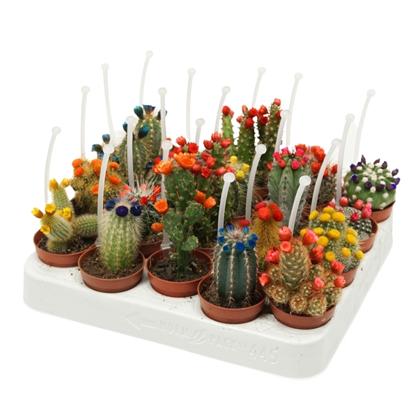 Cactus mix strobloem 5,5 cm met picker