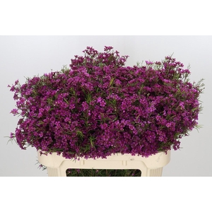 Chamelaucium Purple Rain