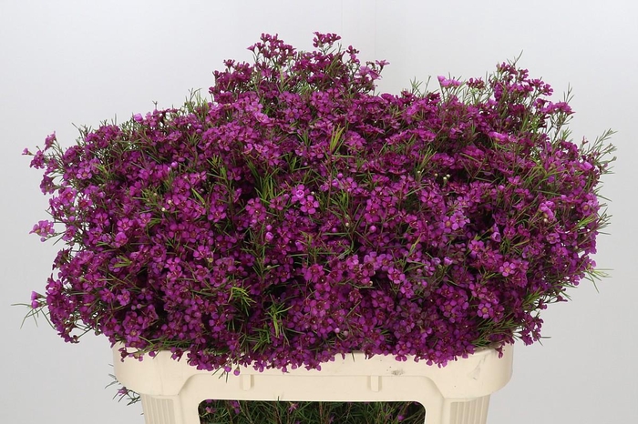<h4>Chamelaucium Purple Rain</h4>