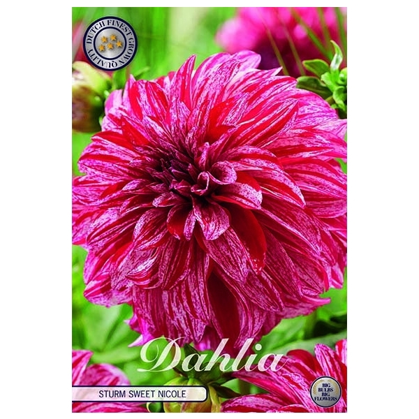 <h4>Dahlia Deco. Sturm Sweet Nicole x1</h4>