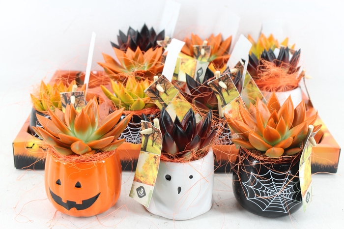 <h4>arr2 JS - Ker halloween mix ech. oranje</h4>