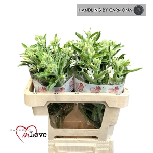 OXY CO PERF WHI HARM