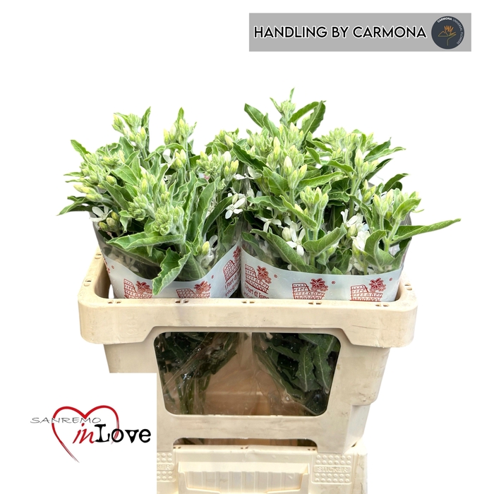 <h4>Oxy Co Perf Whi Harm</h4>