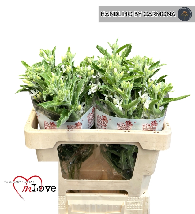 <h4>OXY CO PERF WHI HARM</h4>