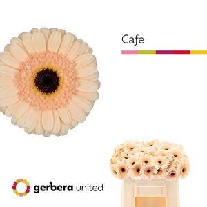 Germini Cafe Water/Hoes x80