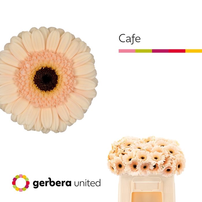 <h4>Germini Cafe Water</h4>