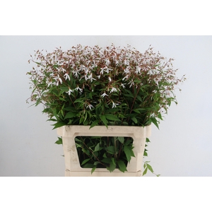 GILLENIA TRIFOLIATA