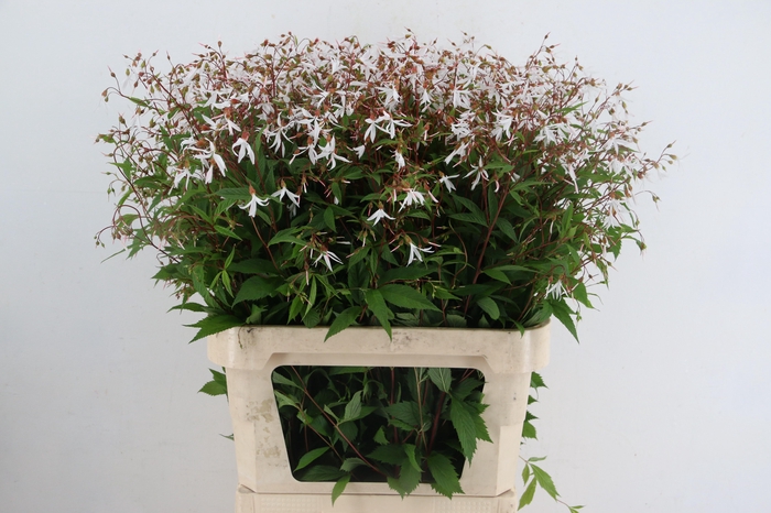 <h4>GILLENIA TRIFOLIATA</h4>