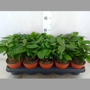 Coffea arabica