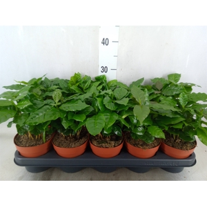 Coffea arabica