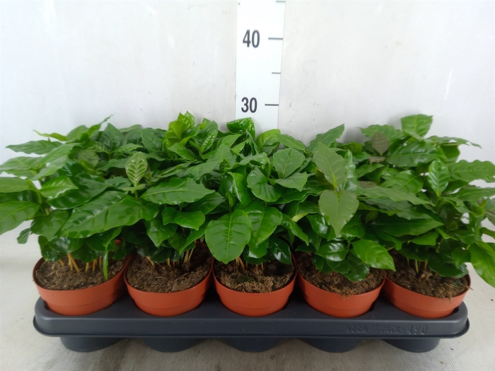 <h4>Coffea arabica</h4>
