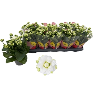 !! PROMO !! KALAN CALAN WHITE GRETA