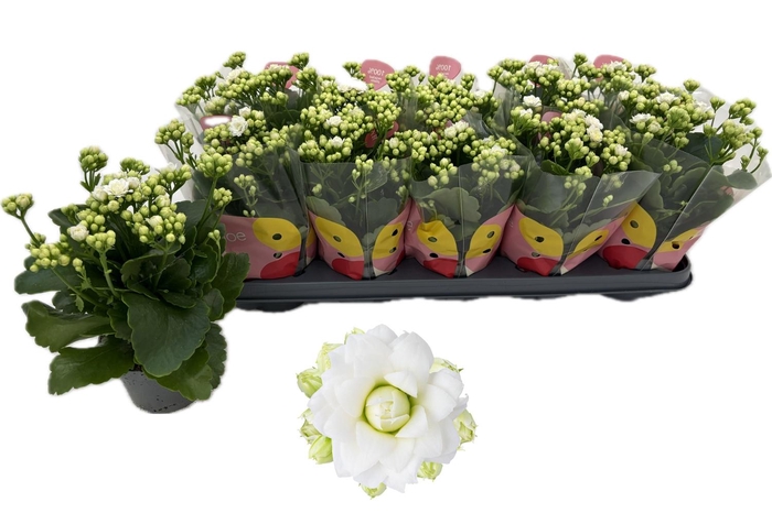 <h4>!! PROMO !! KALAN CALAN WHITE GRETA</h4>