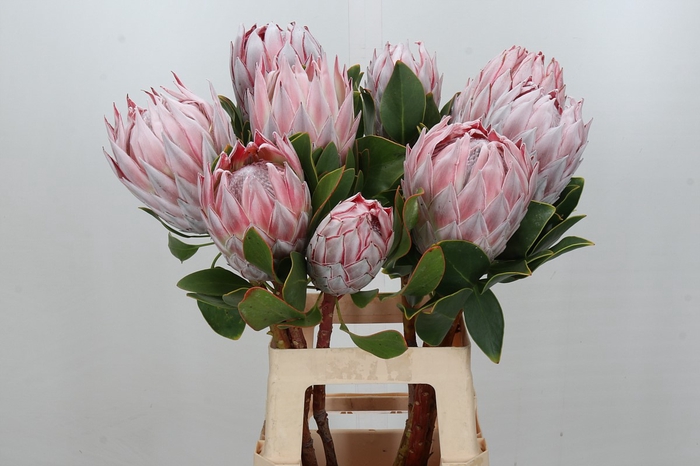 Protea Cynaroides