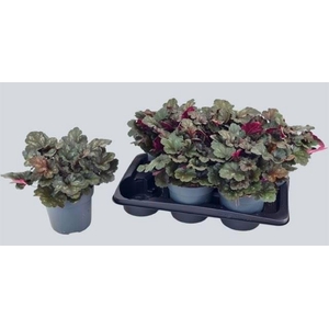 Heuchera Overig