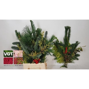 KERSTGROEN OV BS