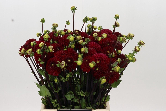 <h4>Dahlia PO 'Viking'</h4>