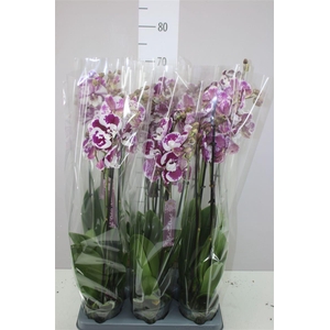 Phal Wit Special 3 Tak