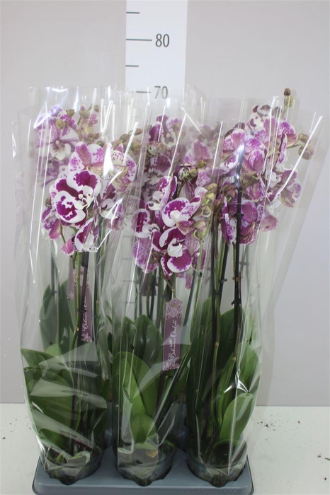 <h4>Phal Wit Special 3 Tak</h4>