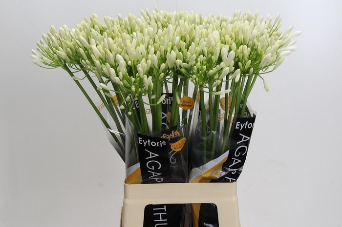 <h4>AGAPANTHUS EYFORI WHITE*</h4>
