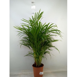 Dypsis lutescens   ...Chrysalidoca