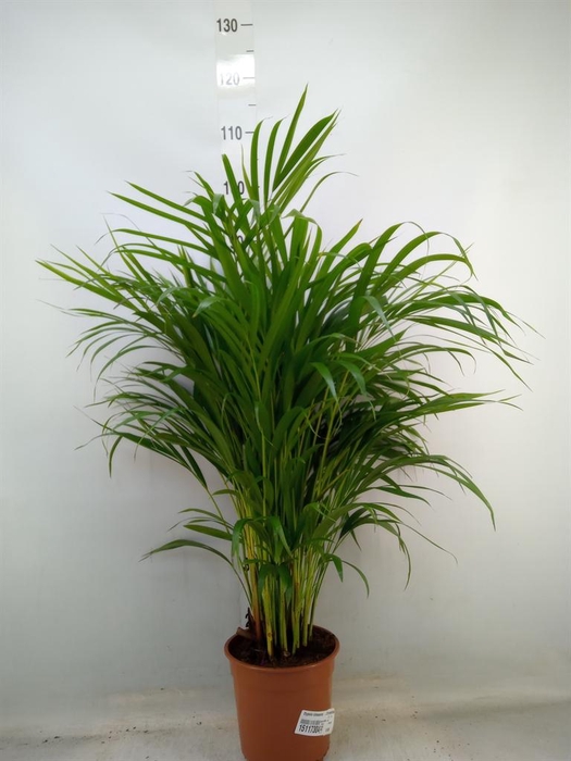 <h4>Dypsis lutescens   ...Chrysalidoca</h4>